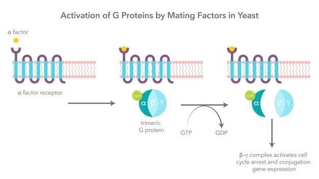 Impact of Cabergoline on High Prolactin Levels