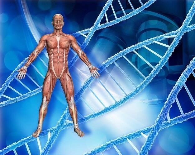 Metabolic Pathways of Galantamine in the Human Body